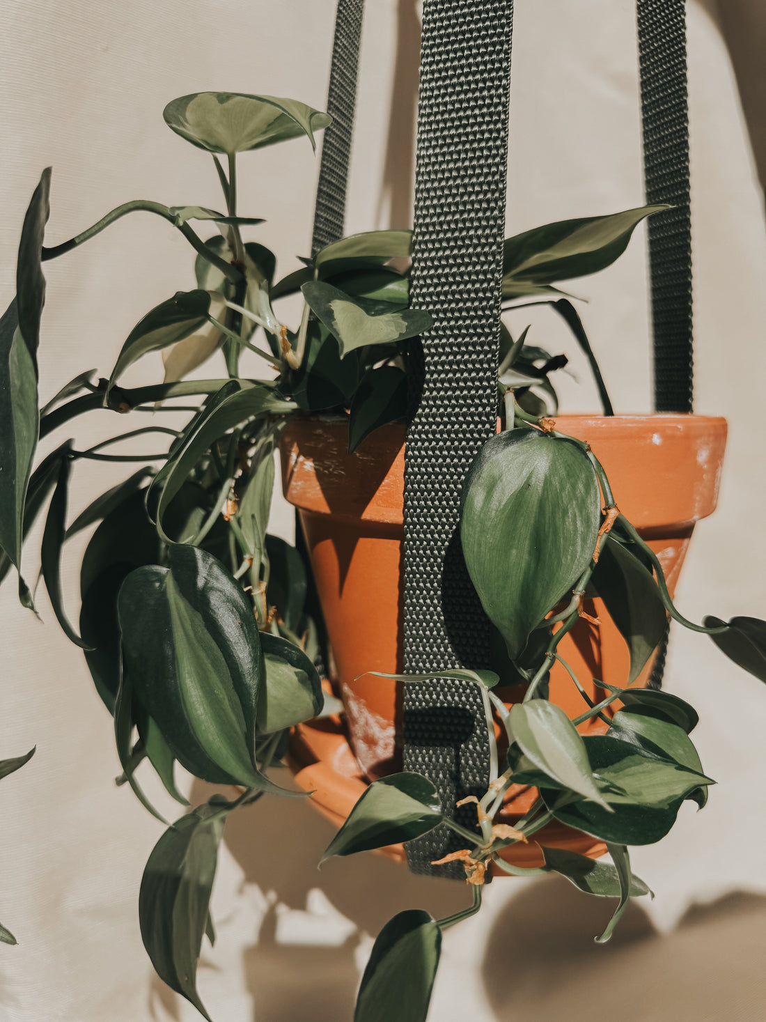 What Plant People Are Saying...