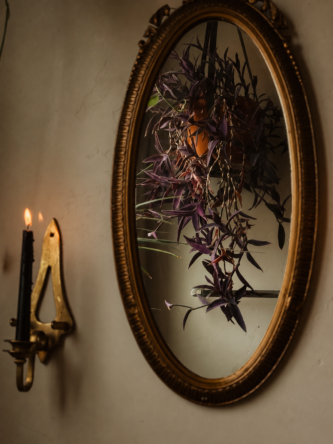 How to Style Hanging Plants in a Moody, Collected Home