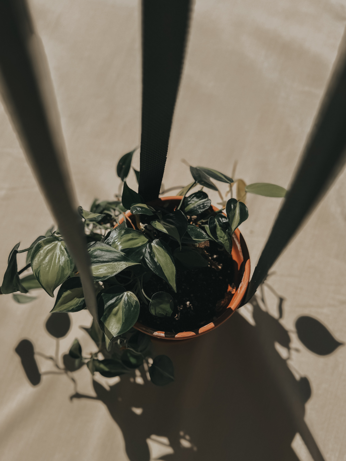 The Original- Olive