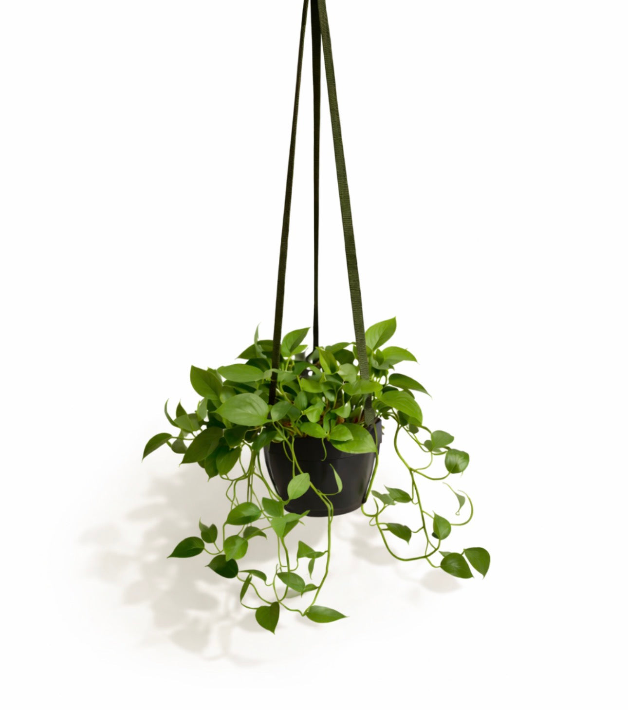 Olive No.1 Detachable Top Plant Hanger