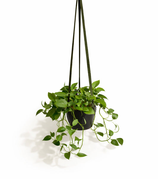 Olive No.1 Detachable Top Plant Hanger